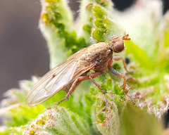 Scathophaga stercoraria