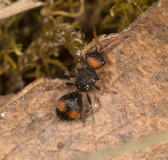 Ephutomorpha postica