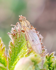 Scathophaga stercoraria