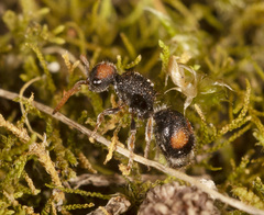 Ephutomorpha postica