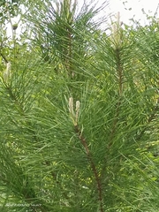 Pinus luchuensis