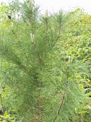 Pinus luchuensis