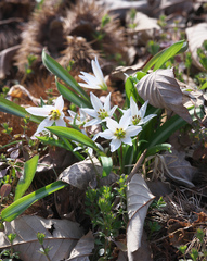 Amana erythronioides