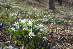 Amana erythronioides