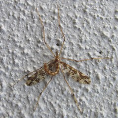 Mischoderus annuliferus