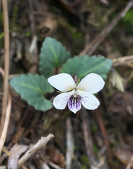 Viola sieboldii