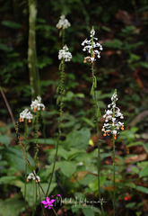 Calanthe zollingeri