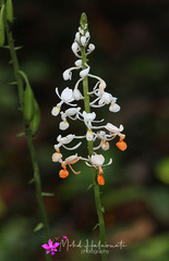 Calanthe zollingeri