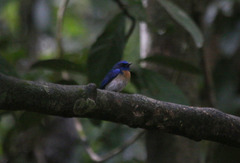 Cyornis turcosus