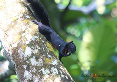 Callosciurus prevostii pluto
