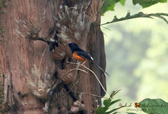 Copsychus stricklandii stricklandii