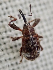 Anthonomus bituberculatus