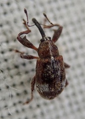 Anthonomus bituberculatus