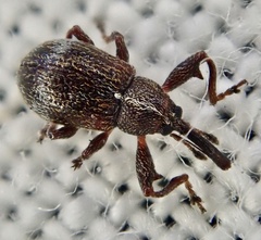 Anthonomus bituberculatus
