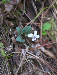 Viola sieboldii
