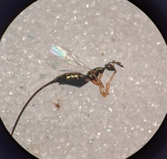 Sycoscapter australis