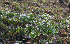 Amana erythronioides