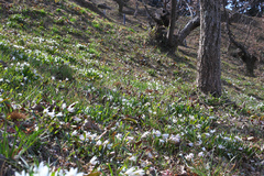 Amana erythronioides