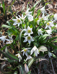 Amana erythronioides