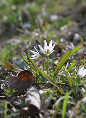 Amana erythronioides