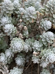 Achillea maritima maritima