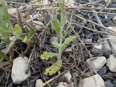 Tyrimnus leucographus