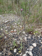 Tyrimnus leucographus