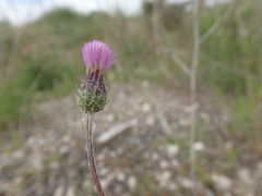 Tyrimnus leucographus