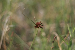Cyperus semitrifidus