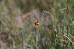 Cyperus semitrifidus