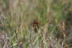 Cyperus semitrifidus