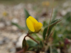 Scorpiurus muricatus