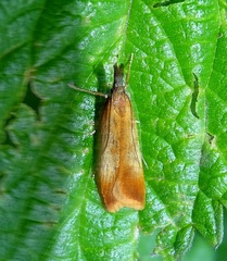 Dichomeris ustalella