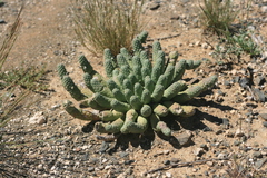 Euphorbia esculenta