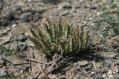 Tridentea gemmiflora