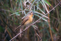 Hill Blue Flycatcher photo 2
