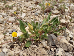 Scorpiurus muricatus