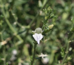 Monechma spartioides