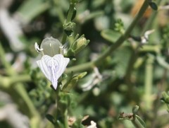 Monechma spartioides