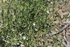 Monechma spartioides