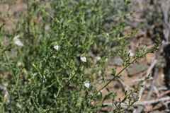 Monechma spartioides