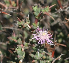 Ruschia cradockensis