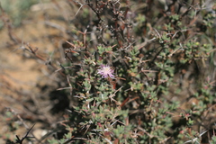 Ruschia cradockensis