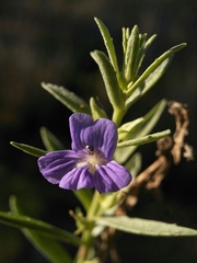 Stemodia florulenta