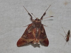 Saigonita paradoxa
