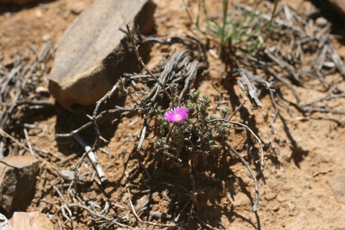 Fives Rooikop Crownfig (Trichodiadema emarginatum)