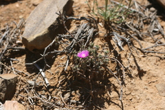 Trichodiadema emarginatum