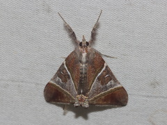 Saigonita paradoxa