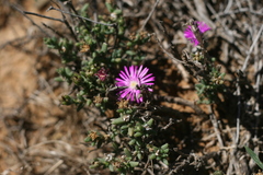 Trichodiadema emarginatum