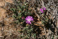 Trichodiadema emarginatum